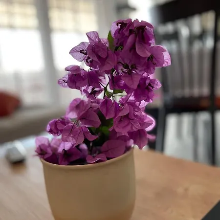 Apartmán Rovci 1 *