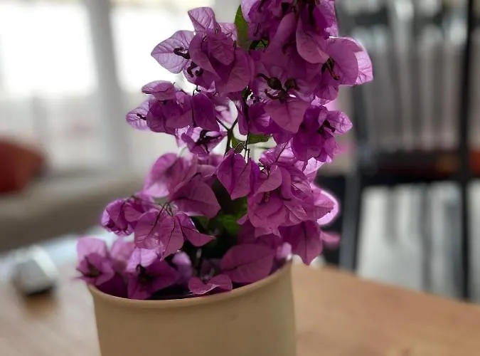 Appartement Rovci 1 *